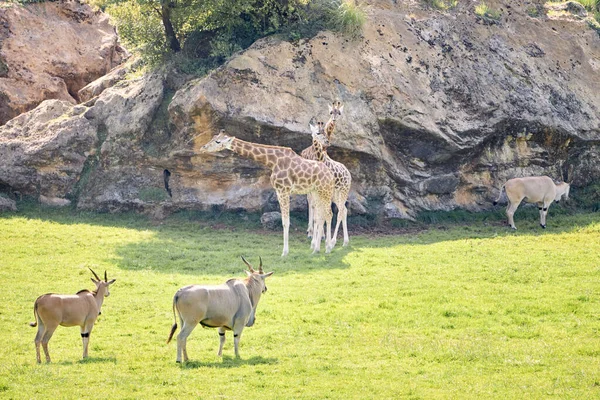 Антилопы с эландами рядом с жирафами — стоковое фото