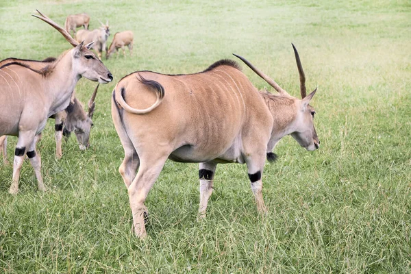Група розширених антилопів, що їдять у зеленій прерії — стокове фото