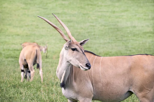 Grupo de elandes antílopes comendo em uma pradaria verde — Fotografia de Stock