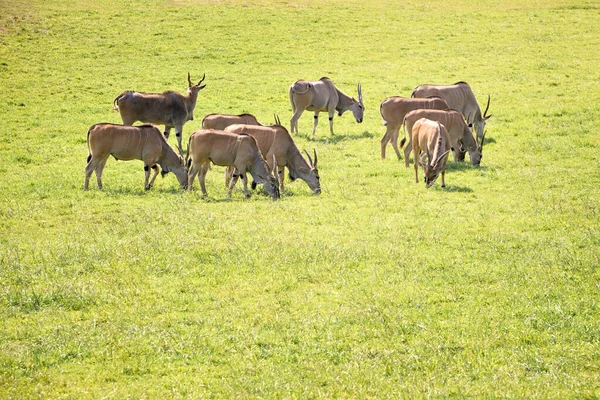 Grupo de elandes antílopes comendo em uma pradaria verde — Fotografia de Stock