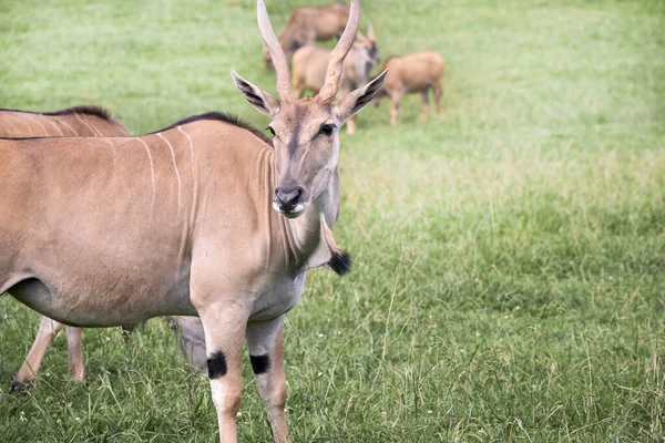 Gruppo di elande antilopi che mangiano in una prateria verde — Foto Stock