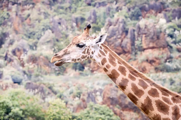 Porträt einer erwachsenen Giraffe, die sehr mit der Umwelt getarnt ist — Stockfoto