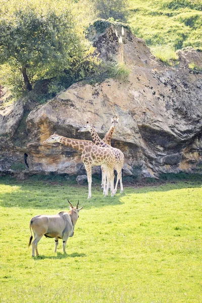 Пара жирафов рядом с эландами антилопы — стоковое фото