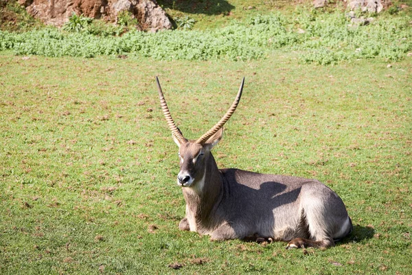 Portrait of a waterbuck lying on a green meadow — Stock Photo, Image