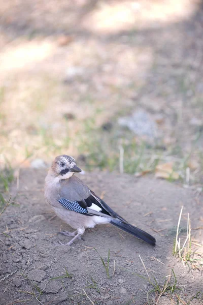Piccolo jaybird in cerca di cibo — Foto Stock