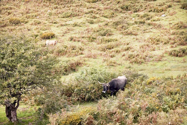 Gruppe von Kühen grast auf großen grünen Weiden — Stockfoto