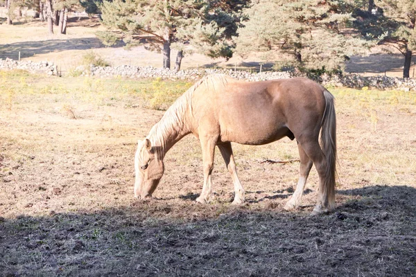 Horse grazing on a dry land because of the heat — ストック写真