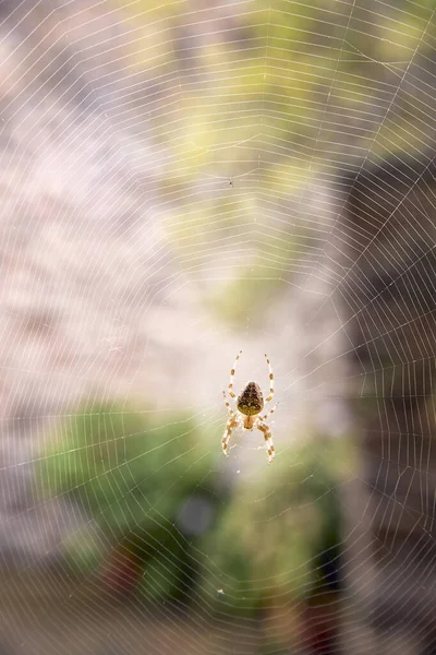 Aranha no centro de sua teia de aranha esperando para caçar — Fotografia de Stock