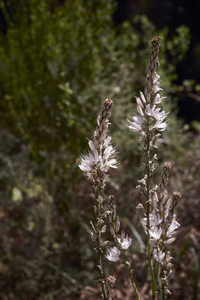 Beautiful asphodelus plant in bloom — Stock Photo, Image