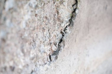 Yosun taş ve beton duvar üzerinde büyümeye başlar.