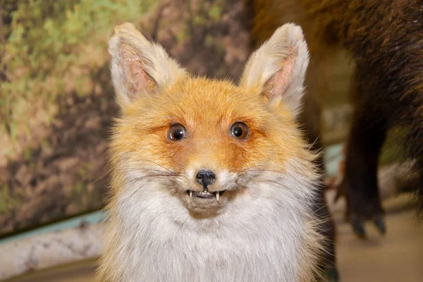 The head of a cunning forest fox with two canines