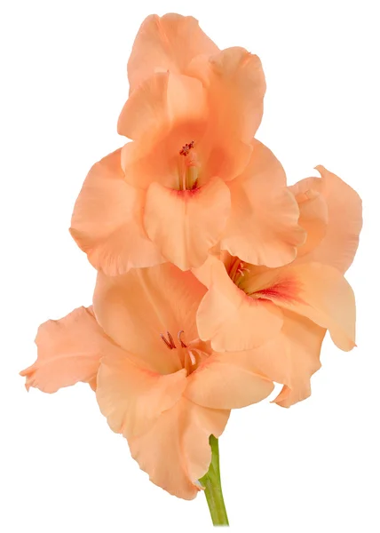 Gladiolus orange 1 — стоковое фото