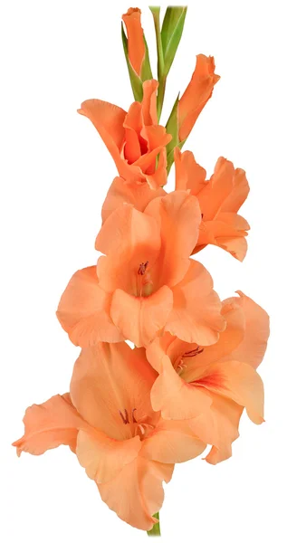 Gladiolus orange 2 — Stock Photo, Image