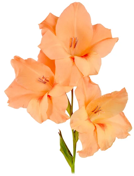 Gladiolus orange 3 — Stock Photo, Image
