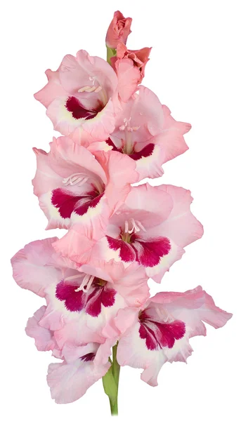 Gladiolus piros 3 — Stock Fotó