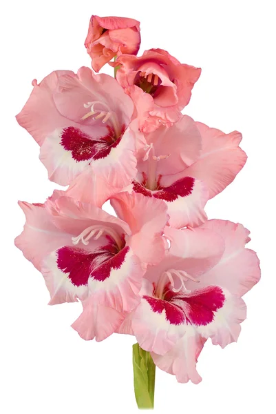 Gladiolus red 4 — Stock Photo, Image
