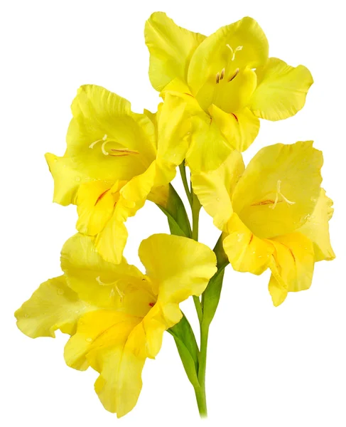 Gladiolus yellow 2 — Stock Photo, Image