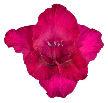 Bud Glayöl kırmızı ve bordo renk