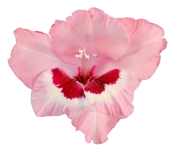 Bud of gladiolus dark red pink and white — Stock Photo, Image