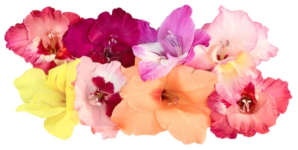 Oito botões de flores de gladiolus — Fotografia de Stock