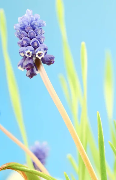 Flor Muscari fondo azul —  Fotos de Stock