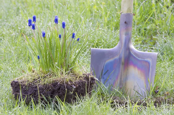 Flor Muscari pala lluvia — Foto de Stock