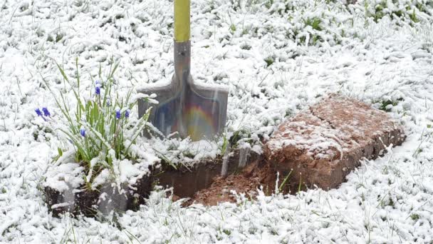 Blauwe bloem sneeuw shovel — Stockvideo