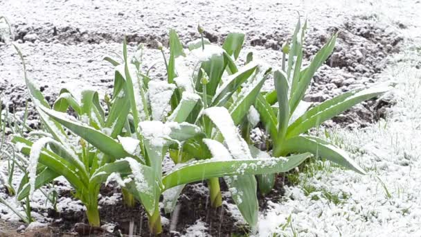 Cebolla ajo nieve lluvia — Vídeo de stock