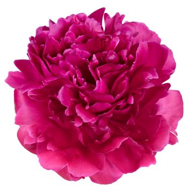 izole kırmızı Şakayık