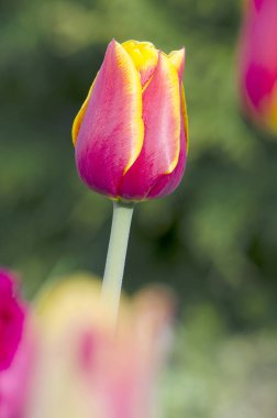 lale kırmızı sarı