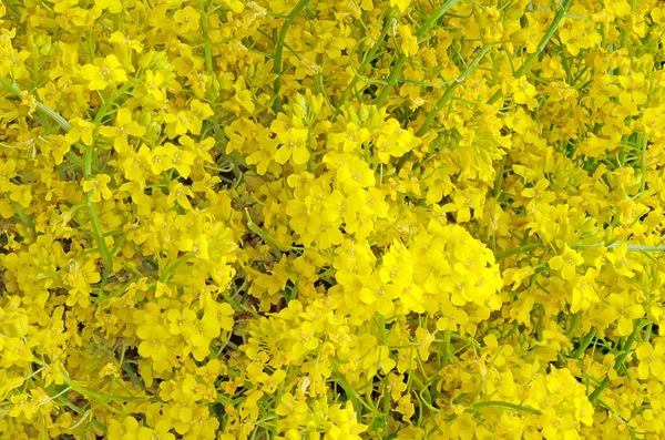 Flower carpet yellow — Stock Photo, Image