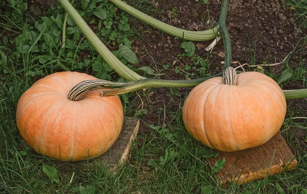 Due zucche arancioni — Foto Stock