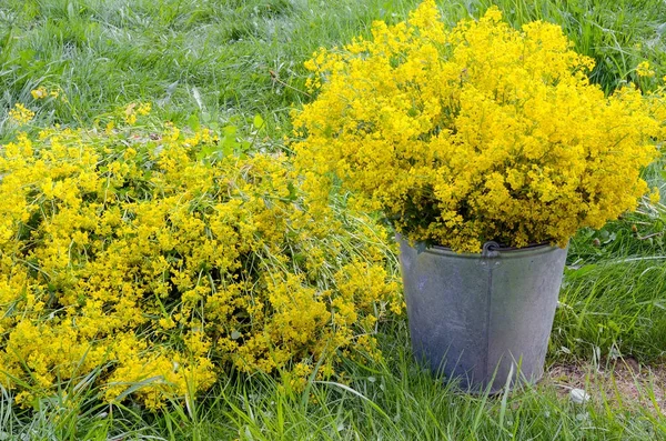 Gele bloem emmer — Stockfoto