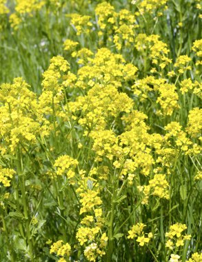 closeup kırpma barbarea