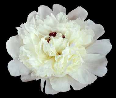 izole siyah arka plan Şakayık