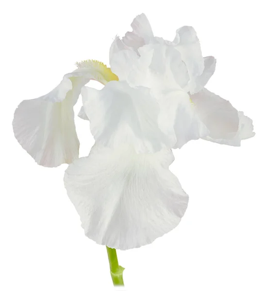 Lily white isolated — Stock Photo, Image