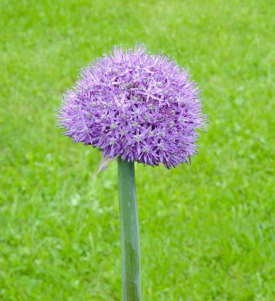 Rocambole sola flor —  Fotos de Stock