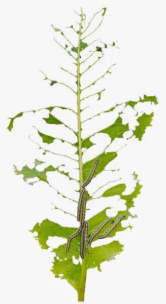 잎 애벌레 절연 — 스톡 사진