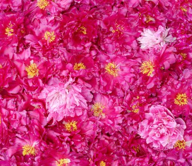 Halı peonies kare görüntü