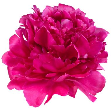 Şakayık Bud büyük tek İZOLELİ