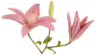 Üç parlak pembe Lily Bud