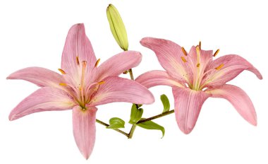 Üç izole pembe lilyum Bud