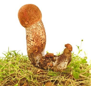 izole iki mantar çörek