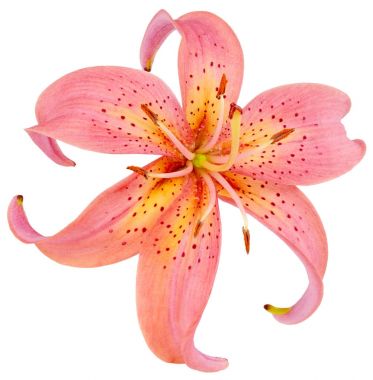 Sarı Pembe Tek Kişilik Bud Lily İZOLELİ
