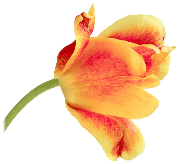 Une tulipe rouge jaune pliée — Photo