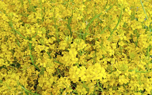노란색 꽃 꽃다발 바바라 — 스톡 사진