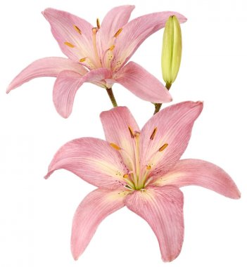 iki izole pembe lilyum Bud