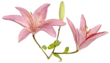 üç ayrı bir zambak tomurcuğu