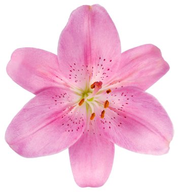 Tek Lily Bud pembe izole