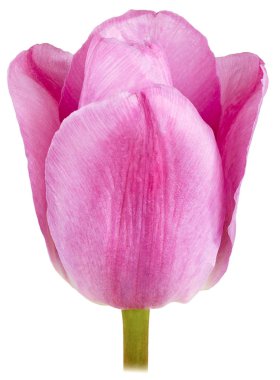 izole tek Pembe Lale